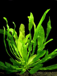 Echinodorus horemanii green