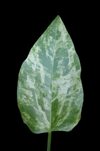 Echinodorus Marble Queen