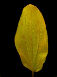 Echinodorus rosaefolius