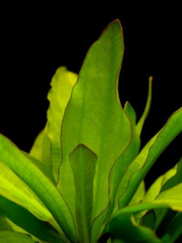 Echinodorus major