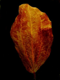 Echinodorus Red Flame