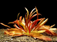 Echinodorus Rubin narrow leaf