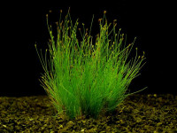 Eleocharis parvulus