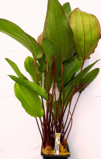 Echinodorus Regine Hildebrandt