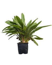 Echinodorus horemanii green-XXL
