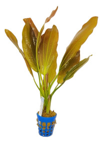 Echinodorus osiris