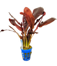 Echinodorus Red Flame