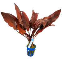 Echinodorus Regine Hildebrandt