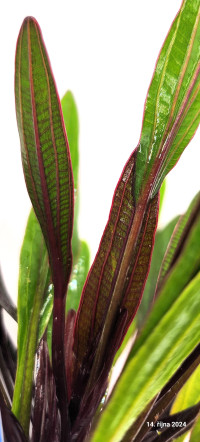 Echinodorus Rubin narrow leaf