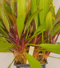 Echinodorus Rubin narrow leaf-XXL
