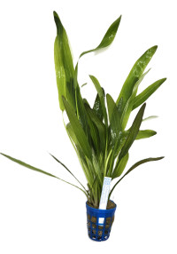 Echinodorus uruguayensis