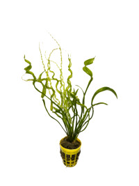 Echinodorus "Vesuvius"