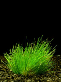 Eleocharis minima