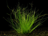 Eleocharis vivipara