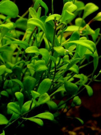 Glossostigma elatinoides