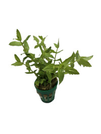 Gratiola viscidula
