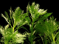 Hottonia inflata