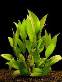 Hygrophila corymbosa