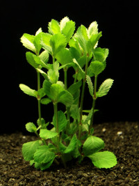 Hygrophila difformis em.