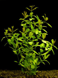 Hygrophila polysperma