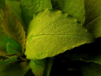 Hygrophila corym. var. minima