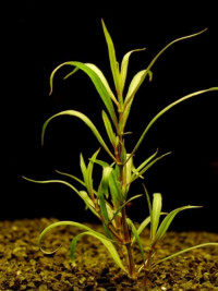 Hygrophila lacustris