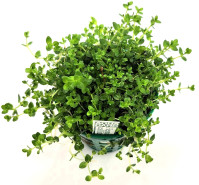 Hemianthus callitrichoides