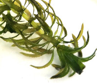Hydrilla verticillata