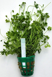 Hydrocotyle tripartita Japan