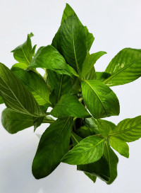 Hygrophila nervata