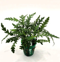 Hygrophila pinnatifida