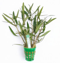 Hygrophila sp. "Araguaia"