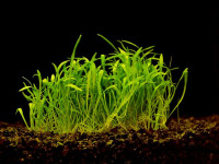 Lilaeopsis novae zelandiae
