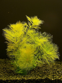 Limnophila aquatica