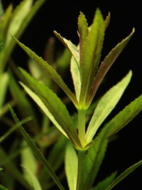 Limnophila hippuroides red