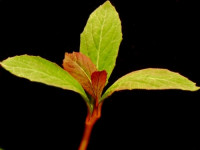 Lobelia cardinalis