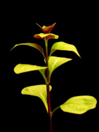 Ludwigia palustris