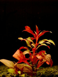 Ludwigia peruensis