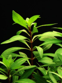 Ludwigia var.Cuba