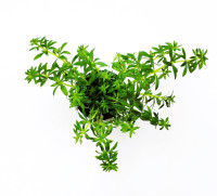 Limnophila sp. Mini Vietnam