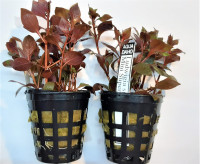Ludwigia sp. mini super red