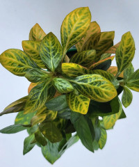 Ludwigia inclinata dark orange (sp.Atlantis)