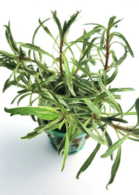 Ludwigia inclinata "White Edge"