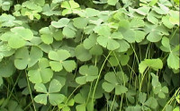 Marsilea crenata