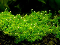 Micranthemum micranthemoides