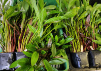 Echinodorus mix XXL 