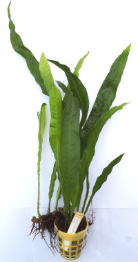 Microsorium pteropus "Narrow" 5+1 zdarma