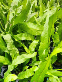 Microsorium pteropus XXL