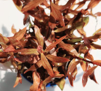Nesaea crassicaulis red subm.
