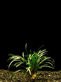 Ophiopogon Kyoto Dwarf T